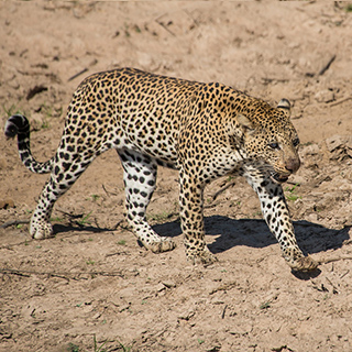 South Luangwa - Leopard